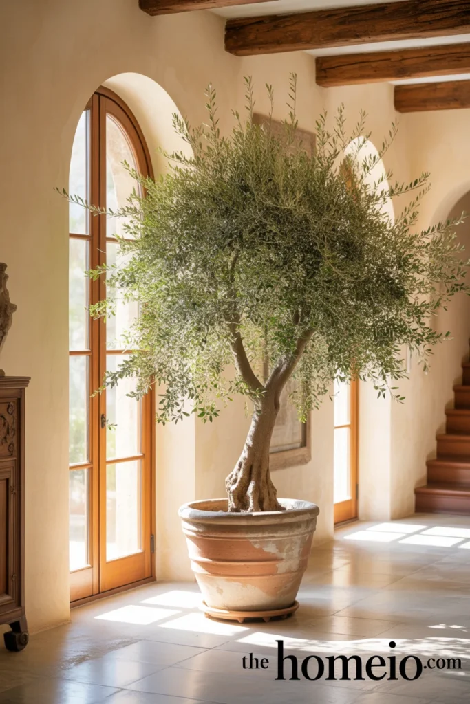 Indoor olive tree in Mediterranean home decor